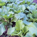 amsoi