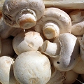 champignons