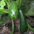 courgette