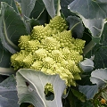 romanesco