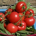 tomaten