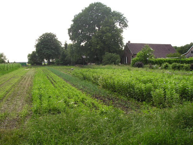 Huis en akker van 't Leeuweriksveld