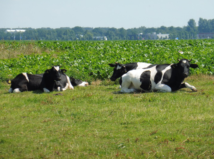 koeien van 't Leeuweriksveld