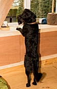 hond in de klas