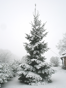 kerstboom