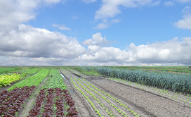 boerderij leeuweriksveld