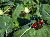 pareltjes op 't Leeuweriksveld