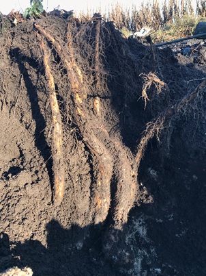 Blootgelegde lichtwortels