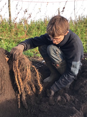 Floriaan met net geoogste lichtwortel