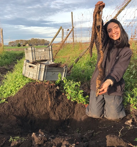 Zehra met net geoogste lichtwortel