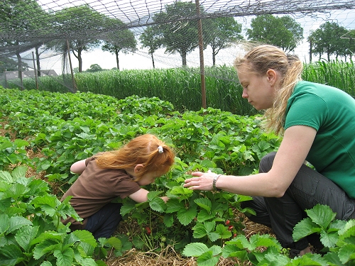 aardbeien plukken