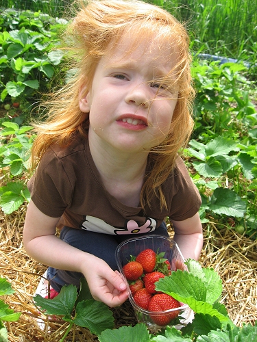 aardbeien plukken