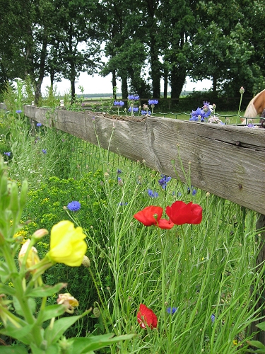 bloemen langs de oprit