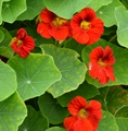 oostindische kers