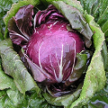 radicchio