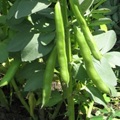 tuinbonen