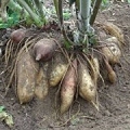 yacon
