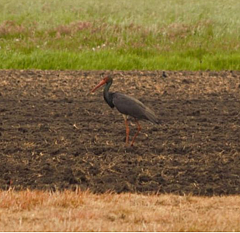 zwarte ooievaar